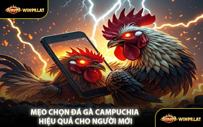 Mẹo Chọn Đá Gà Campuchia Hiệu Quả Cho Người Mới